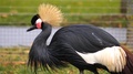 Black Crowned Crane Resting In The Grass