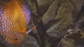 Exotic Tropical Discus Fish In Aquarium. Close Up Of A Fish Swimming. Tour Of