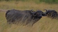 A Male African Buffalo Looking Straight Into The Camera During A Windy Day