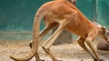 The Family Of Kangaroos Eating Their Meals In The Zoo During Daytime -
