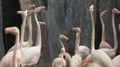The Crowd Of Flamingos Gathering Together In The Wilderness During Daytime