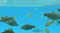 The Group Of Highfin Carpsuckers Fish Swimming Freely In The Clear Water -