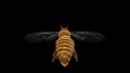 Follow Flying Honey Bee Loop Alpha 4k