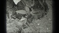Long Lake Canada-1939: Snake Passing By A Plant To Get To The Water