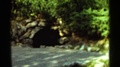 Arkansas Usa-1965: Green Trees And Tunnel On A Bright Sunny Day