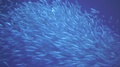Pacific Bonito Shoal In Frenzy While Bluefin Tuna Swim Past