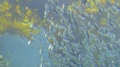 School Of Silver Blue Sardine Pass Yellow Giant Kelp, Close Up