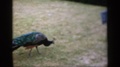 England-1949: Peacock Struts Across The Grass As Chick Hops Out Of The Nest