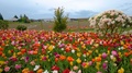 Assorted Tulips Flowers Under The Warm Sunlight In Netherlands -Wide Shot