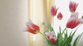 Closeup Of Beautiful Bouquet Of Colorful Tulips. Happy Mothers Day. Spring Time