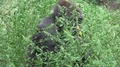 Western Lowland Gorilla Silverback Hiding In Plants Bush