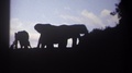 Kenya-1969: Black Elephant Silhouettes Against Blue Sky On A Clear Day