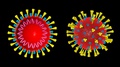 Coronavirus (Covid- 19) Black Screen Background