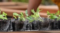 Ld Vegetable Seedlings In Reused Plastic Cups Basking In The Sun