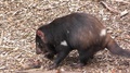 Tasmanian Devil Grabbing Piece Of Meat Or Food And Eating And Feeding