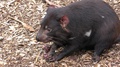 Tasmanian Devil Eating Feeding Chewing On Meat Food