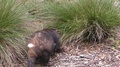 Tasmanian Devil Carrying Running With Prey Food Meat Scrap Carrion