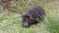 Tasmanian Devil Eating Scavenging On Meat Food Carrion