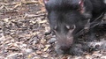 Tasmanian Devil Adult Smelling Sniffing Foraging Looking For Food In Forest
