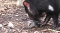 Tasmanian Devil Animal Smelling Sniffing Carrion Food