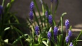 Spring Blue-Violet Muscari Flowers (A Mouse Hyacinth) On The Flowerbed