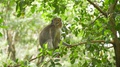 Funny Monkey On The Background Of Green Jungle Sits On A Tree Branch And Jumps