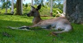 A Beautiful Kangaroo Laying On The Ground And Resting Under A Tree - Close