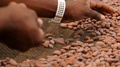 Slow Motion Of A Local Man Manufacturing Organic Cocoa. Cacao Beans Spread