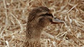 Autumn, Bird Migration Season, Bird Hunting Season, Duck Sits In Grass, Quacks