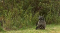A Striking Lockdown Of An Adult Chacma Baboon Sitting In The Grass Glancing Back