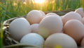 Chicken Eggs In A Wicker Nest Made Of Twigs, In The Green Grass In Spring In The