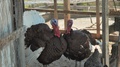 Two Large, Domestic Turkeys Standing Doorway Of Chicken Coop.