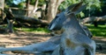 Sleepy Grey Kangaroo Laying In The Shade, Panting From The Heat