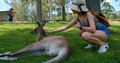 Young Malaysian Woman Patting A Red Kangaroo Laying In The Grass