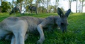 Real Time Kangaroo Laying Eating Green Grass