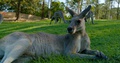 Eastern Grey Kangaroo Laying On The Green Lawn