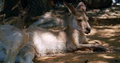 Slow Motion, Kangaroo Laying In The Shade On A Hot Sunny Day