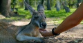 Red Kangaroo Laying Down Being Hand Fed, Close Up
