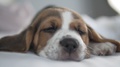 The Concept Is A Beautiful Sleeping Beagle Puppy
