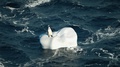 One Funny Penguin Swims In Open Ocean On An Iceberg On Waves And Fun Dancing