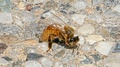 Honey Bee Grooming And Cleaning Itself On A Pebble And Concrete Floor