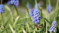 Beautiful Bee On Common Grape Hyacinth Flower, Muscari Botryoides, Spring