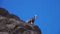 Arabian Tahr Or Mountain Goat Standing On Steep Rocky Cliff Of Wadi Ghul