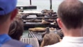 People Watching Seals Resting On Wooden Planks At Pier39 In San Francisco,