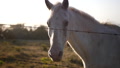 White Purebred Horse, Slowmotion Close Up. Confined Animal On Golden Hour