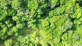 Top View Of A Rejuvenating Forest That Looks Like A Paradise, Slowly Zooming Ou
