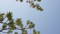 Close Up Shot Of A Tree's Branch And Leaves With The Blue Sky As A Background.