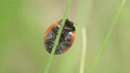 Ladybug On Blade Of Grass