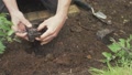 Transplanting Tomato Plant Outdoor Into Soil