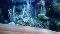 Aquatic Animals Live Inside Of Aquarium Tank With Artificial Landscape,